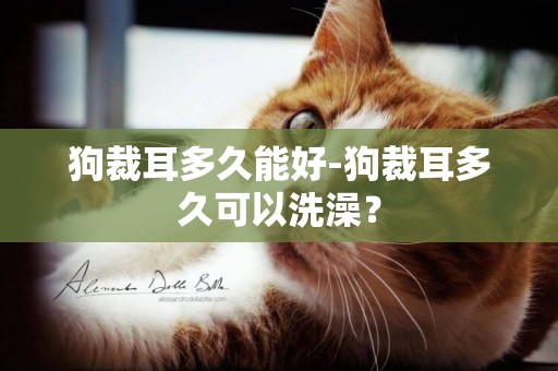狗裁耳多久能好-狗裁耳多久可以洗澡？