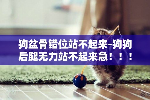 狗盆骨錯位站不起來-狗狗后腿無力站不起來急！！！！！求助！！