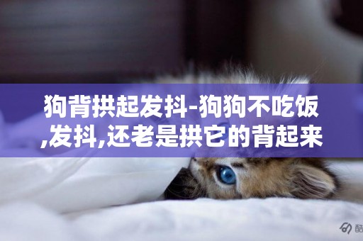 狗背拱起發抖-狗狗不吃飯,發抖,還老是拱它的背起來,咋辦