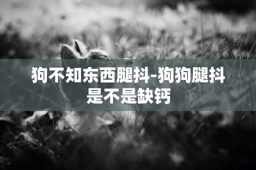 狗不知東西腿抖-狗狗腿抖是不是缺鈣