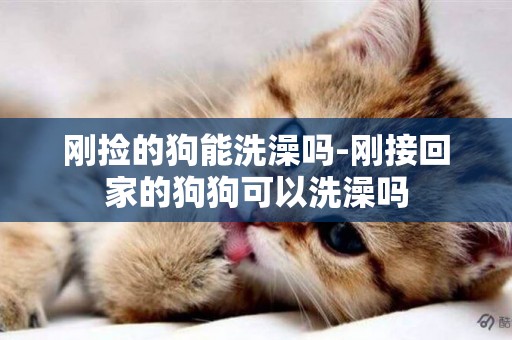 剛撿的狗能洗澡嗎-剛接回家的狗狗可以洗澡嗎
