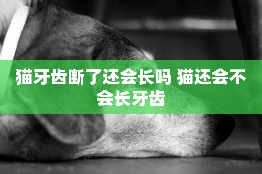 貓牙齒斷了還會長嗎 貓還會不會長牙齒