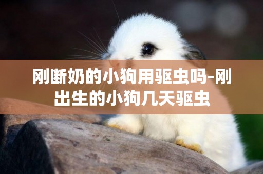 剛斷奶的小狗用驅蟲嗎-剛出生的小狗幾天驅蟲