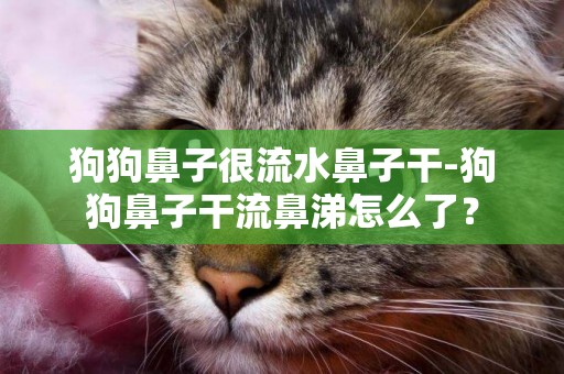 狗狗鼻子很流水鼻子干-狗狗鼻子干流鼻涕怎么了？