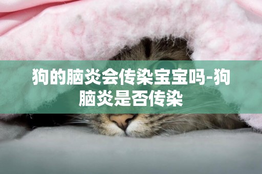 狗的腦炎會傳染寶寶嗎-狗腦炎是否傳染
