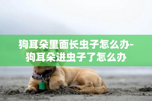 狗耳朵里面長蟲子怎么辦-狗耳朵進蟲子了怎么辦