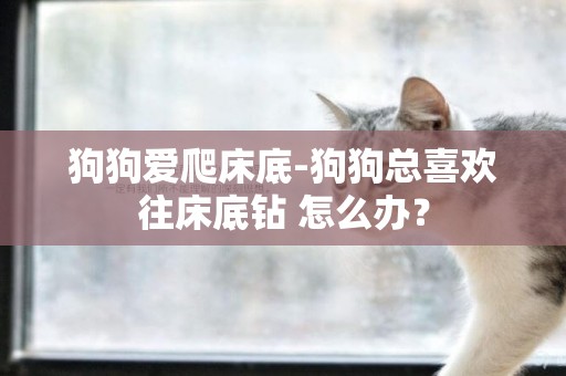 狗狗愛爬床底-狗狗總喜歡往床底鉆 怎么辦？