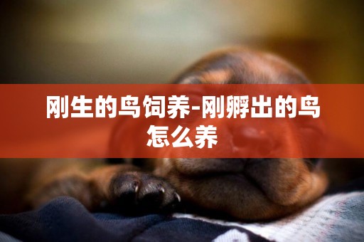 剛生的鳥飼養-剛孵出的鳥怎么養