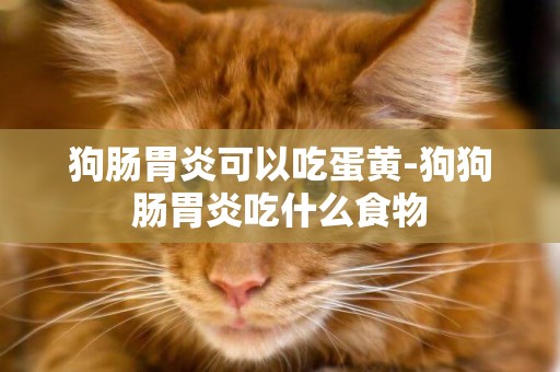 狗腸胃炎可以吃蛋黃-狗狗腸胃炎吃什么食物