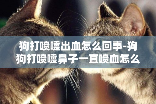 狗打噴嚏出血怎么回事-狗狗打噴嚏鼻子一直噴血怎么辦？