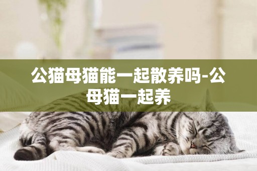 公貓母貓能一起散養嗎-公母貓一起養