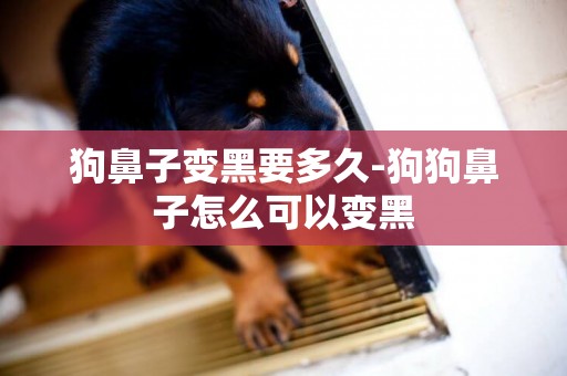 狗鼻子變黑要多久-狗狗鼻子怎么可以變黑