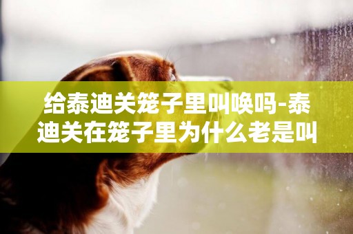 給泰迪關籠子里叫喚嗎-泰迪關在籠子里為什么老是叫？