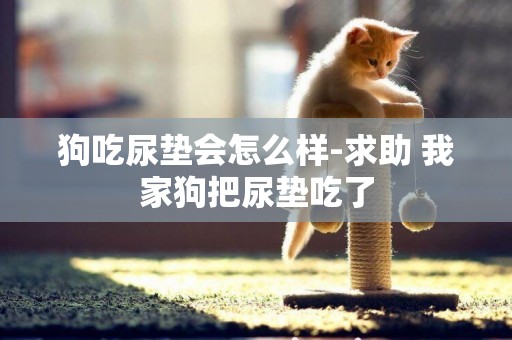 狗吃尿墊會怎么樣-求助 我家狗把尿墊吃了