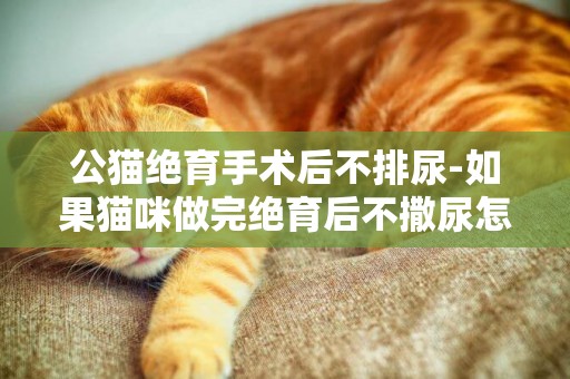 公貓絕育手術后不排尿-如果貓咪做完絕育后不撒尿怎么辦啊