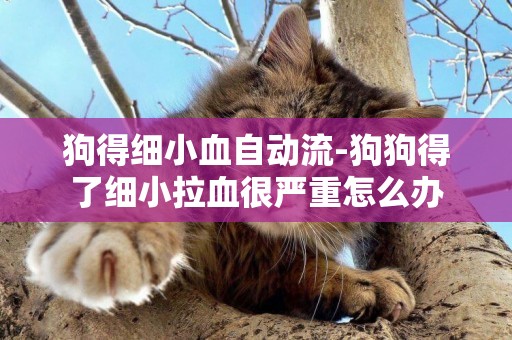 狗得細小血自動流-狗狗得了細小拉血很嚴重怎么辦
