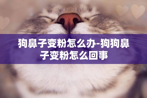 狗鼻子變粉怎么辦-狗狗鼻子變粉怎么回事