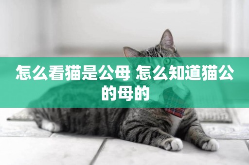 怎么看貓是公母 怎么知道貓公的母的
