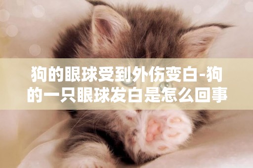 狗的眼球受到外傷變白-狗的一只眼球發白是怎么回事？