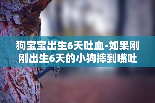 狗寶寶出生6天吐血-如果剛剛出生6天的小狗摔到嘴吐血怎么辦?