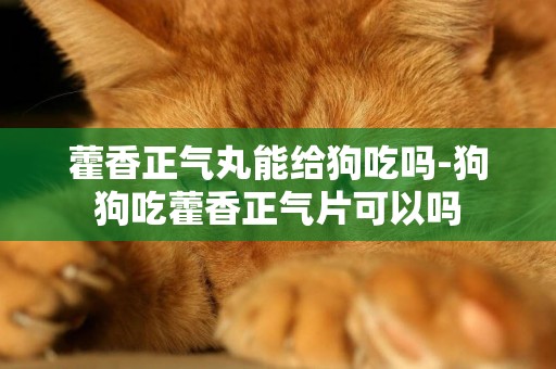 藿香正氣丸能給狗吃嗎-狗狗吃藿香正氣片可以嗎