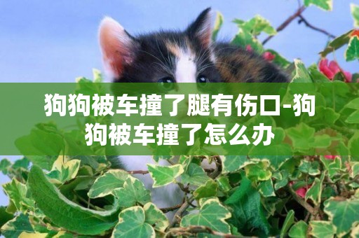 狗狗被車撞了腿有傷口-狗狗被車撞了怎么辦