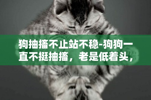 狗抽搐不止站不穩-狗狗一直不挺抽搐，老是低著頭，腿發軟，站不穩。