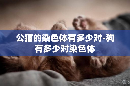 公貓的染色體有多少對-狗有多少對染色體