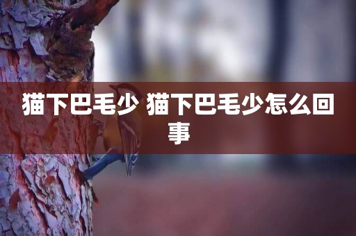 貓下巴毛少 貓下巴毛少怎么回事