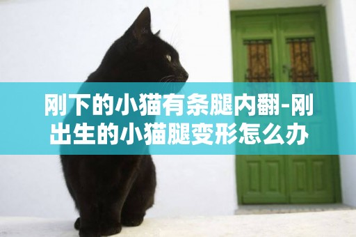剛下的小貓有條腿內翻-剛出生的小貓腿變形怎么辦