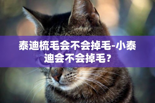 泰迪梳毛會不會掉毛-小泰迪會不會掉毛？