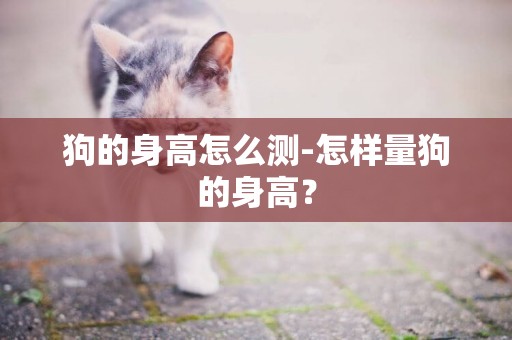 狗的身高怎么測-怎樣量狗的身高？