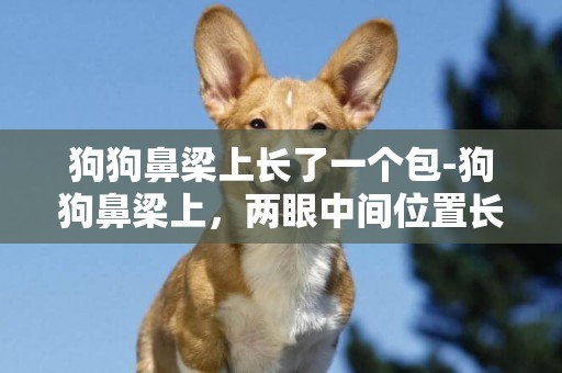 狗狗鼻梁上長了一個包-狗狗鼻梁上，兩眼中間位置長了個皮下硬包，就是照片上那挫毛的位置，無掉毛，化腫等