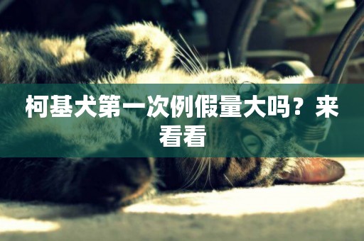 柯基犬第一次例假量大嗎？來看看