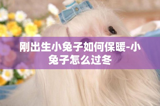 剛出生小兔子如何保暖-小兔子怎么過冬