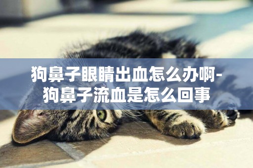 狗鼻子眼睛出血怎么辦啊-狗鼻子流血是怎么回事