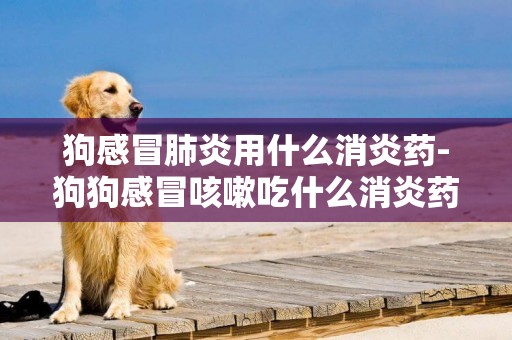 狗感冒肺炎用什么消炎藥-狗狗感冒咳嗽吃什么消炎藥