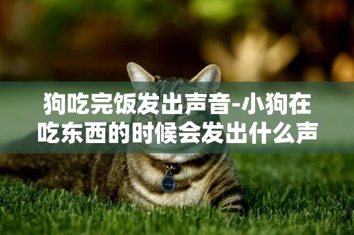 狗吃完飯發出聲音-小狗在吃東西的時候會發出什么聲音