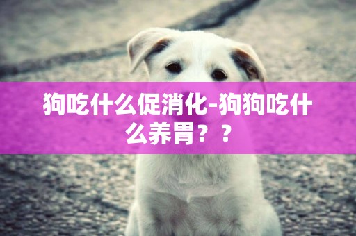狗吃什么促消化-狗狗吃什么養胃？？
