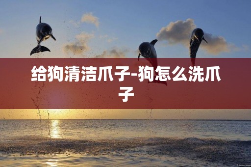 給狗清潔爪子-狗怎么洗爪子