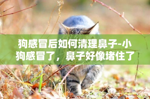 狗感冒后如何清理鼻子-小狗感冒了，鼻子好像堵住了一樣怎么辦
