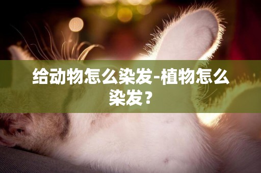 給動物怎么染發-植物怎么染發？