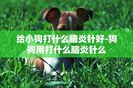 給小狗打什么腦炎針好-狗狗用打什么腦炎針么