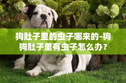 狗肚子里的蟲子哪來的-狗狗肚子里有蟲子怎么辦？