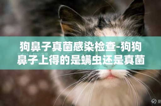 狗鼻子真菌感染檢查-狗狗鼻子上得的是螨蟲還是真菌還是其他什么