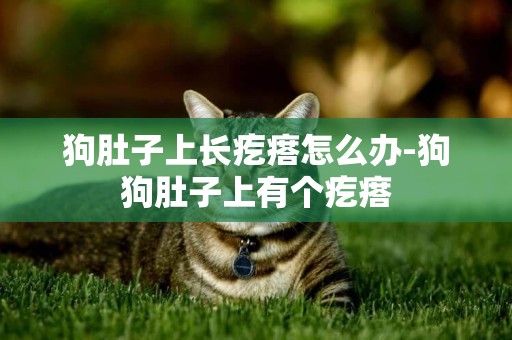 狗肚子上長疙瘩怎么辦-狗狗肚子上有個疙瘩