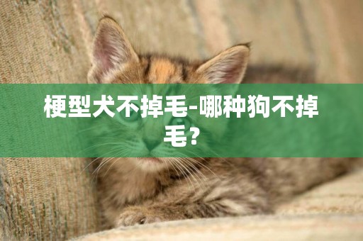 梗型犬不掉毛-哪種狗不掉毛？