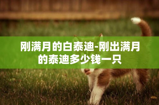 剛滿月的白泰迪-剛出滿月的泰迪多少錢一只
