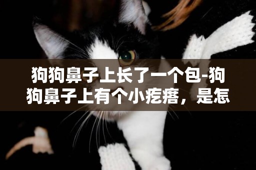 狗狗鼻子上長了一個包-狗狗鼻子上有個小疙瘩，是怎么回事？
