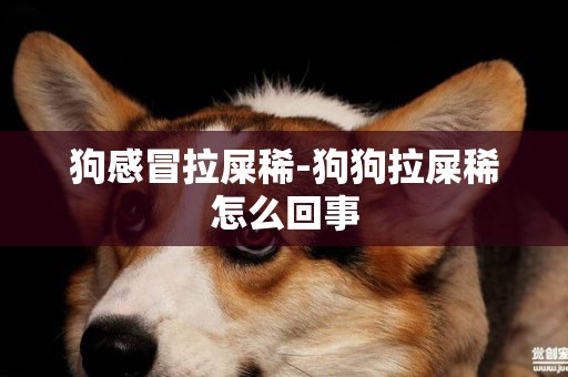 狗感冒拉屎稀-狗狗拉屎稀怎么回事
